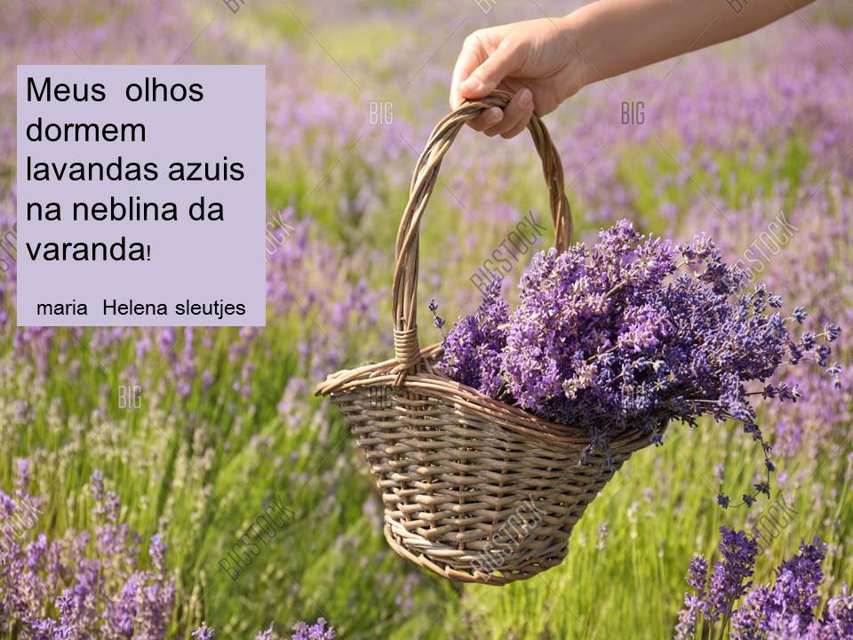 lavandas